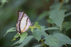 Polyura nepenthes