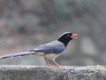 Red-billed Blue Magpie