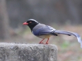 Red-billed Blue Magpie