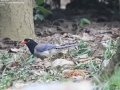 Red-billed Blue Magpie