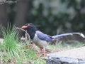 Red-billed Blue Magpie