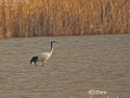 Red-crowned Crane