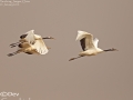 Red-crowned Crane