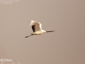 Red-crowned Crane