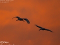 Red-crowned Crane