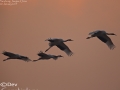 Red-crowned Crane