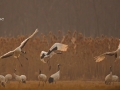 Red-crowned Crane