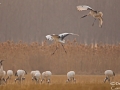 Red-crowned Crane