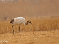 Red-crowned Crane