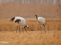 Red-crowned Crane