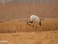 Red-crowned Crane