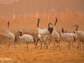 Red-crowned Crane