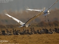 Red-crowned Crane