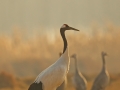 Red-crowned Crane