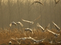 Red-crowned Crane