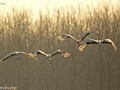 Red-crowned Crane