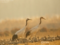 Red-crowned Crane