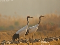 Red-crowned Crane