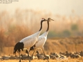 Red-crowned Crane