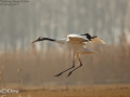 Red-crowned Crane