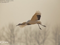 Red-crowned Crane