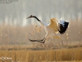 Red-crowned Crane