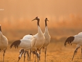 Red-crowned Crane