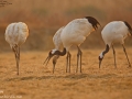 Red-crowned Crane