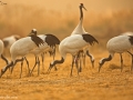 Red-crowned Crane