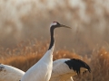 Red-crowned Crane