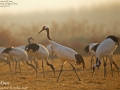 Red-crowned Crane