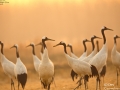 Red-crowned Crane