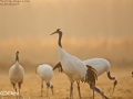 Red-crowned Crane