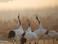 Red-crowned Crane