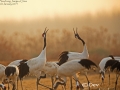 Red-crowned Crane