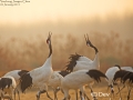 Red-crowned Crane