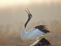 Red-crowned Crane