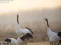 Red-crowned Crane