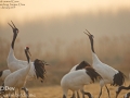 Red-crowned Crane