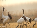 Red-crowned Crane