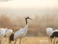 Red-crowned Crane