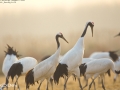 Red-crowned Crane