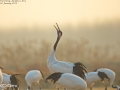 Red-crowned Crane