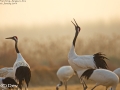 Red-crowned Crane