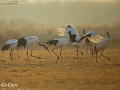 Red-crowned Crane