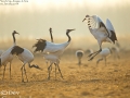 Red-crowned Crane