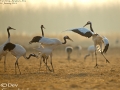 Red-crowned Crane