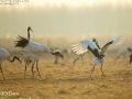 Red-crowned Crane