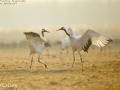 Red-crowned Crane