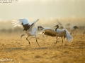 Red-crowned Crane